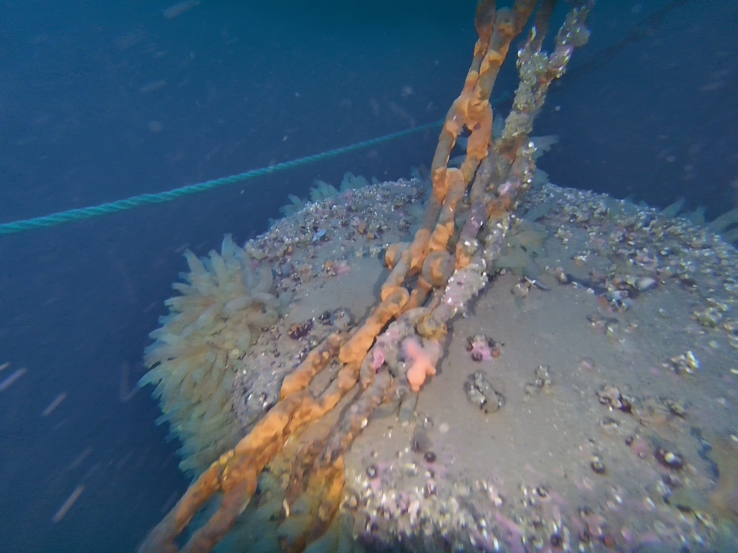 Undervannskontroll av kai og brygger